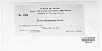Uromyces intricatus image